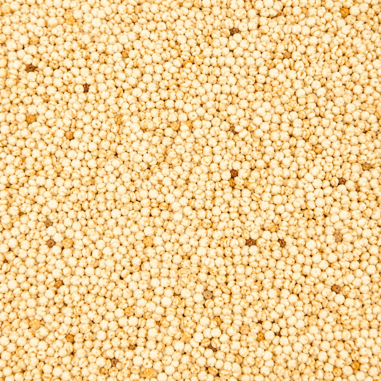 గసగసాలు | Poppy Seeds